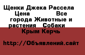 Щенки Джека Рассела › Цена ­ 10 000 - Все города Животные и растения » Собаки   . Крым,Керчь